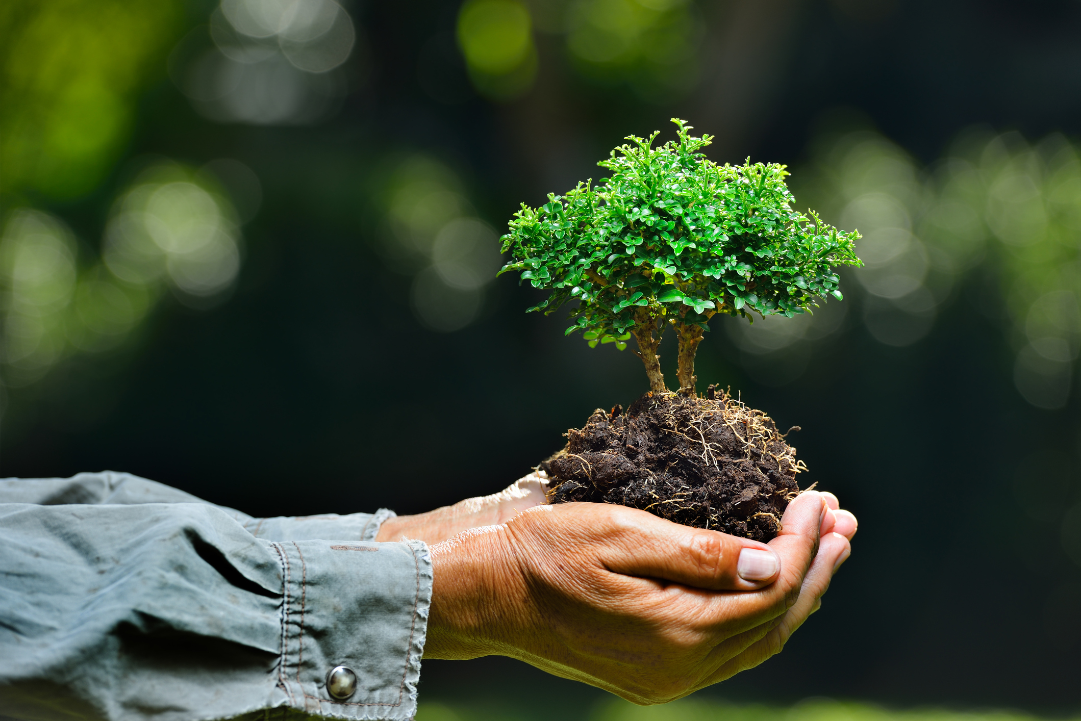 Small plant Farmer's hands holding a small tree on nature background